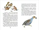 Оранжевое горлышко. Рассказы о природе - фото 5