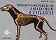 Топографическая анатомия собаки - фото 1