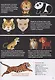 В мире животных. Инфографика - фото 3
