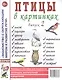 Птицы в картинках. Выпуск 2. Наглядное пособие для педагогов, логопедов, воспитателей и родителей - фото 1