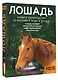 Лошадь. Полное руководство по верховой езде и уходу - фото 3