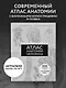Популярный атлас анатомии человека. Анатомия Грея. 200 классических иллюстраций - фото 4