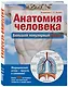 Анатомия человека: большой популярный атлас - фото 3