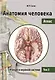 Анатомия человека. Атлас. Учебное пособие. В 3 томах. Том 3: Учение о нервной системе. 2-е изд., перераб. - фото 1