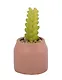Цветочная композиция Суккулент в горшочке (11см) (12-EDENG-202505-HD34) - фото 2