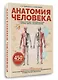 Анатомия человека. Сердце и сосуды, нервная система, органы чувств, общий покров - фото 3