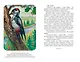 Кот-ворюга. Рассказы и сказки (ил. А. Кардашука) - фото 11