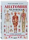 Анатомия человека. Популярный атлас. Самые подробные анатомические изображения - фото 3