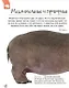 Удивительные животные (Первая энциклопедия) - фото 4