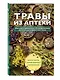 Травы из аптеки. Описание и применение 170 лекарственных растений для здоровья всей семьи - фото 3