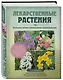 Лекарственные растения. Большая иллюстрированная энциклопедия - фото 3