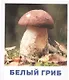 Грибы наших лесов. Карточки для детей с подсказками для взрослых - фото 2