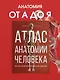 Атлас анатомии человека. Русско-латинско-английское издание - фото 4