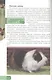 ЭНЦИКЛОПЕДИЯ. В МИРЕ ЗНАНИЙ. ДОМАШНИЕ ЖИВОТНЫЕ - фото 5