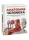 Анатомия человека. Визуальный гид по всем системам организма: норма и патологии - фото 3