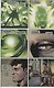 The Immortal Hulk 2. The Green Door - фото 2