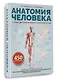 Анатомия человека. Опорно-двигательный аппарат, внутренние органы - фото 3