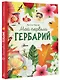 Мой первый гербарий - фото 3