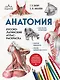 Анатомия: русско-латинский атлас-раскраска (новое оформление, новый формат) - фото 1