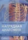 Наглядная анатомия.  3-е издание, переработанное и дополненное - фото 1