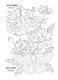 OUTLINES. Раскраска «Мир бабочек» - фото 6