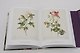 Redoute. Book of Flowers: 40th Anniversary Edition - фото 6