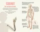 Тело человека. Домашняя лаборатория для детей - фото 9