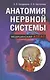 Анатомия нервной системы - фото 1
