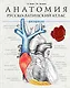Анатомия: русско-латинский атлас-раскраска - фото 1