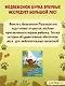Первые уроки медвежонка - фото 5