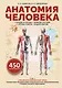Анатомия человека. Сердце и сосуды, нервная система, органы чувств, общий покров - фото 1