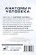 Анатомия человека. 80 карточек. Все системы - фото 2
