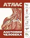 Атлас анатомии человека(инт.пер.) - фото 1
