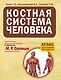 Костная система человека - фото 1