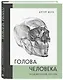 Голова человека. Академический рисунок - фото 3