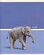 Тетрадь общая «Wild animals», 48 листов в клетку, A5, в ассортименте - Listoff - фото 1