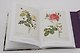 Redoute. Book of Flowers: 40th Anniversary Edition - фото 7