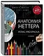 Анатомия Неттера: атлас-раскраска - фото 3