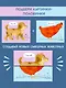 Перевертыши. Домашние  животные. Картинки - половинки - фото 4