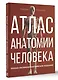 Атлас анатомии человека. Русско-латинско-английское издание - фото 3