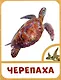 Морские животные - фото 4