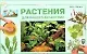 Растения для вашего аквариума - фото 1