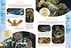 Животные морей и океанов. Большая школьная энциклопедия - фото 6