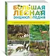 Большая лесная энциклопедия. Знакомимся с природой России - фото 2