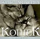 Большая книга кошек - фото 1