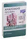 Анатомия человека. Спинномозговые нервы. Органы чувств (47 карточек) - фото 2