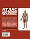 Атлас анатомии человека(инт.пер.) - фото 2