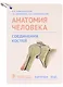 Анатомия человека. Соединения костей. Карточки: наглядное учебное пособие (28 двусторонних карточек) - фото 1