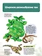 Рептилии - фото 7