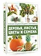 Деревья, листья, цветы и семена - фото 3
